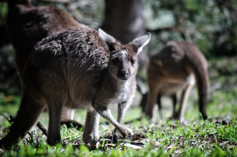 Préparer son voyage en Australie avec son chien