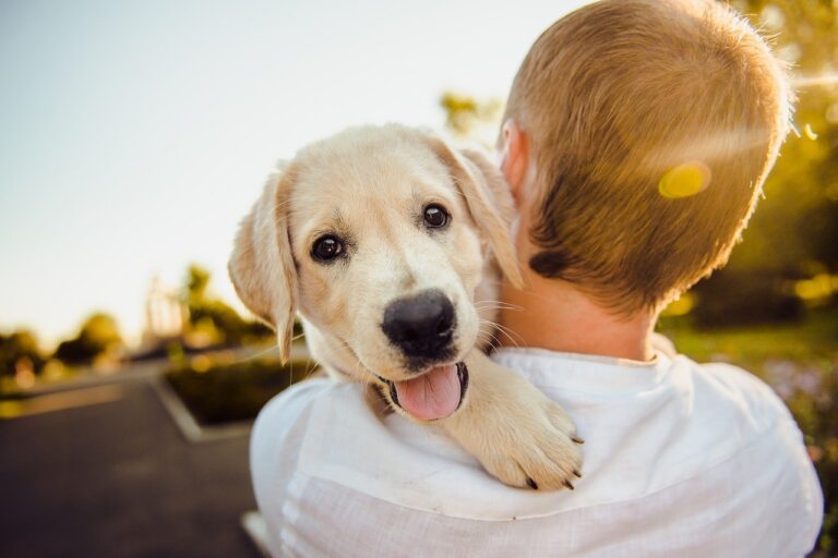 Prix d’achat des 10 races de chien les plus connues