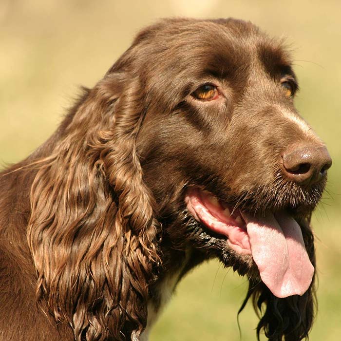 Field Spaniel