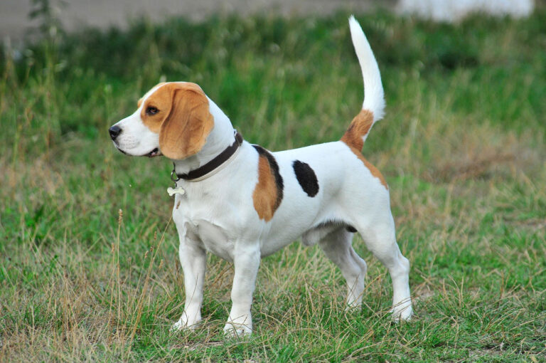 13 races de chiens de taille moyenne