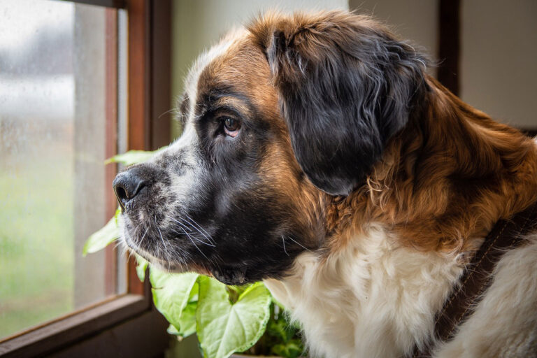 Gros chiens – découvrez les 10 races les plus connues