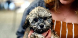 races de chien idéales pour les personnes âgées