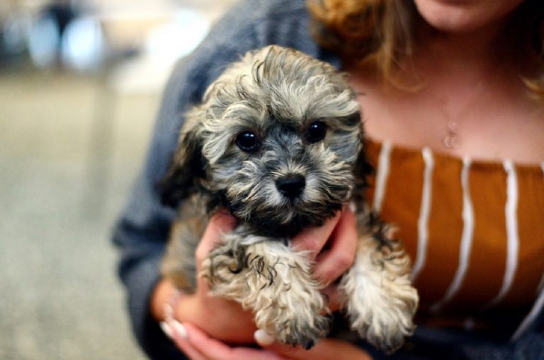 races de chien idéales pour les personnes âgées