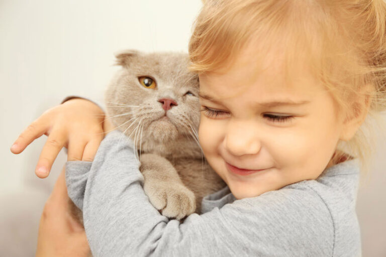 10 races de chats les plus affectueuses