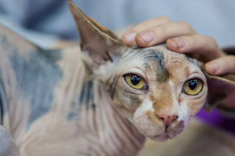 3 races de chats sans poils