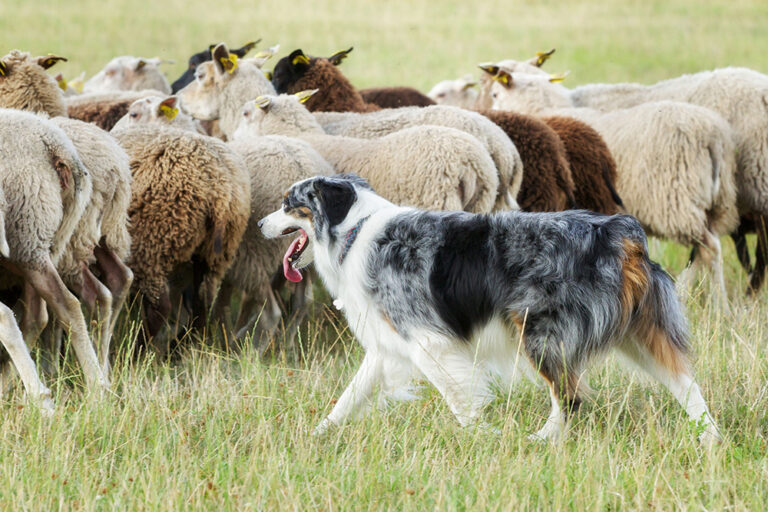 5 races de chiens de berger