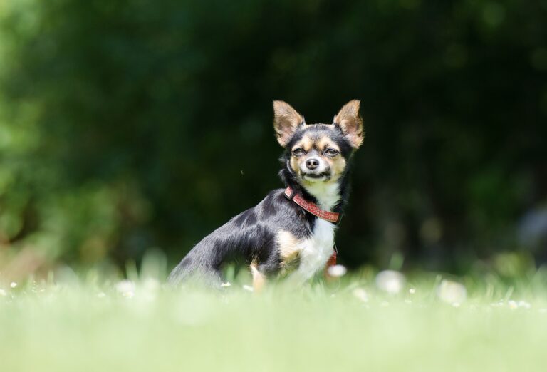 10 races de petits chiens mais bien présents