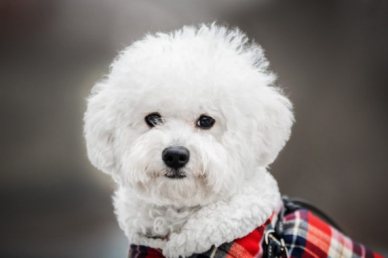 races de chiens qui aiment vivre en ville