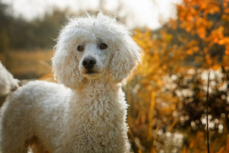 races de chiens qui ne perdent pas leurs poils