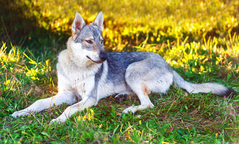 Voici les 10 races de chiens qui ressemblent le plus à des loups sauvages