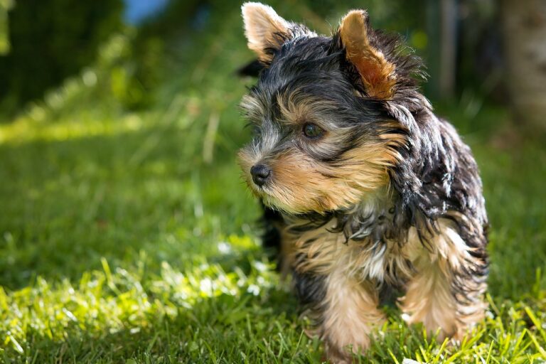 10 races de petits chiens au top