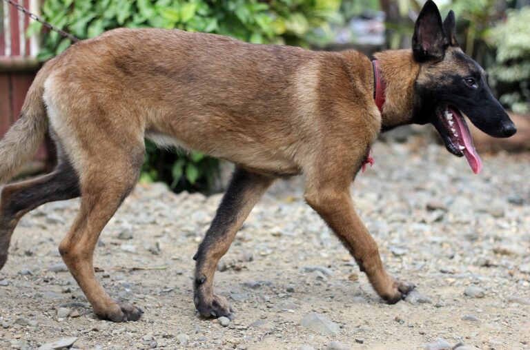 3 raisons d’adopter un Malinois