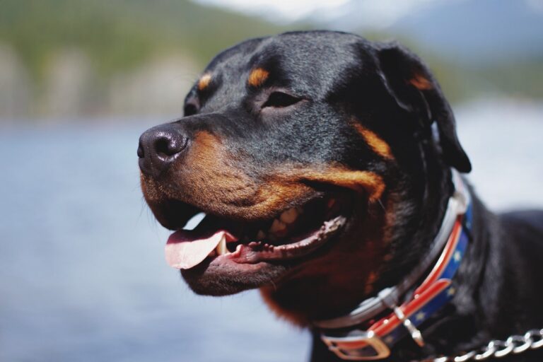 Est-ce que le rottweiler est un chien dangereux ?