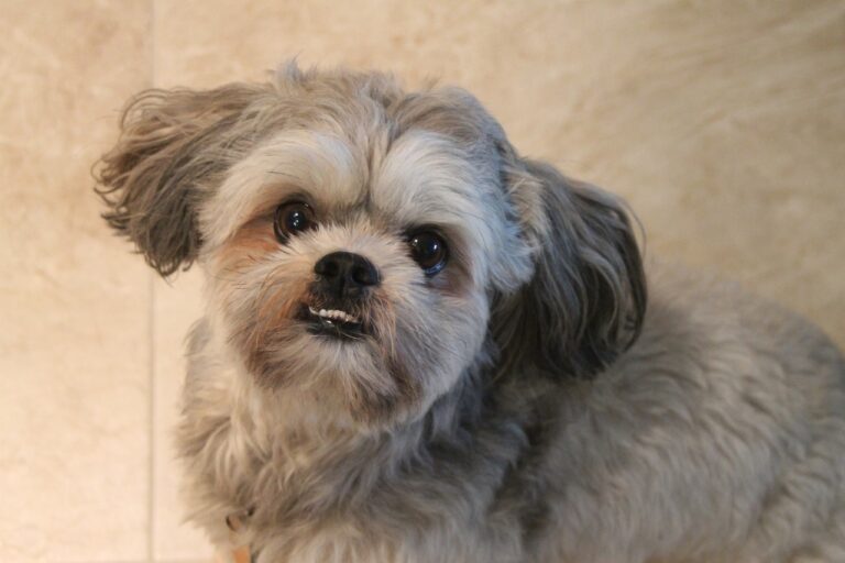 3 raisons d’adopter un Shih Tzu