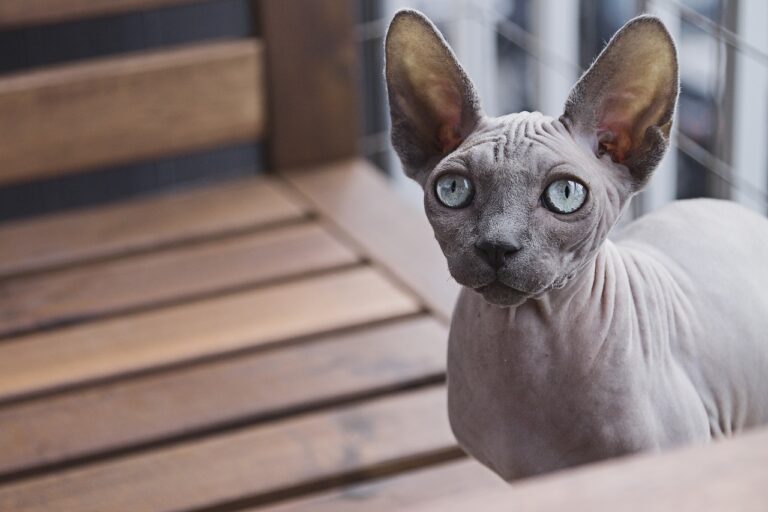 3 raisons d’adopter un Sphynx