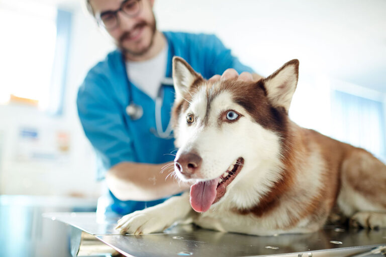 La trachéobronchite du chien – Symptômes et remèdes