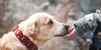 bien-être de votre chien