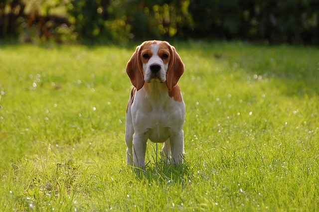 chien préféré des enfants