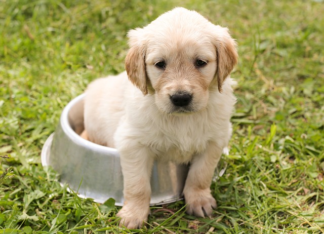 race de chien préférée des enfants