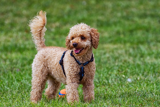 races de chien préférées des enfants