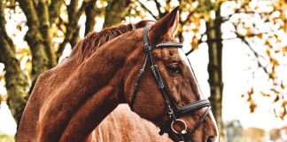 Quel mors choisir pour son cheval