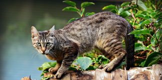 chatte abandonnée