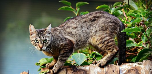 chatte abandonnée