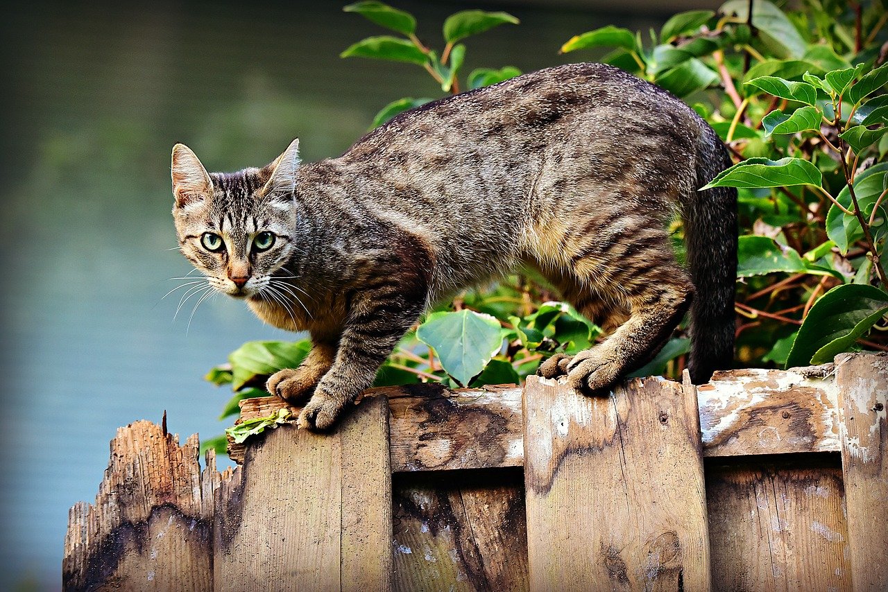 chatte abandonnée