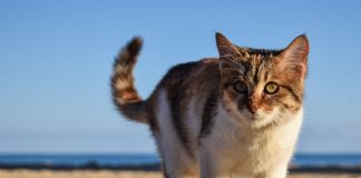 langage corporel du chat grâce à sa queue