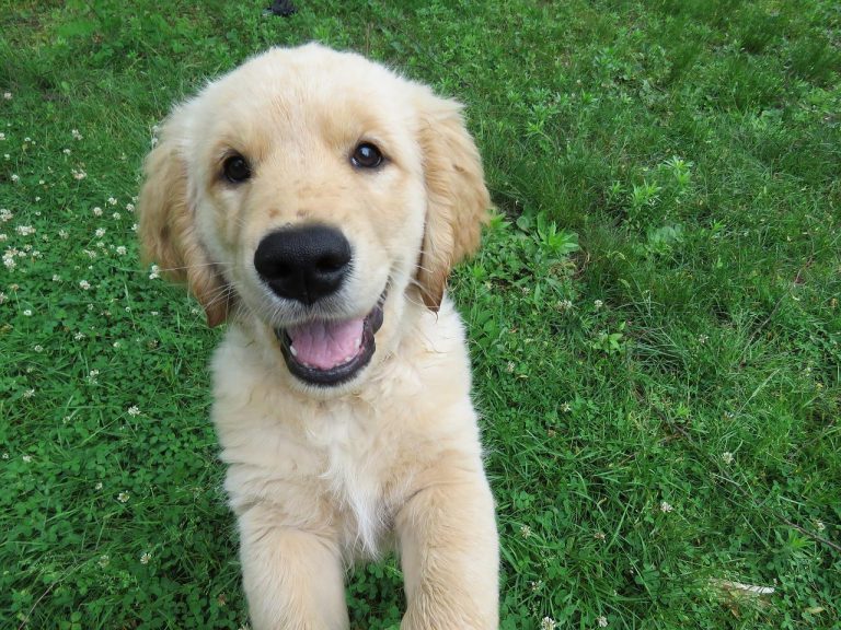 signes que votre chien est heureux