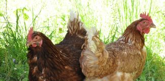 poules pondeuses