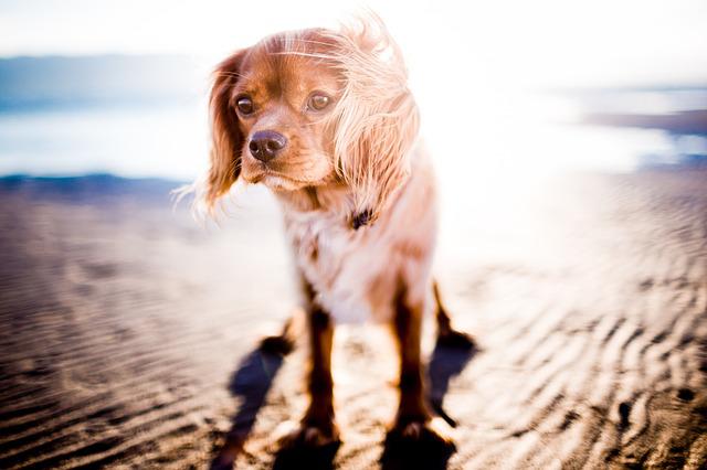 préserver votre chien de la canicule