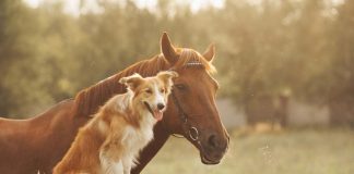 races de chiens compatibles cheval