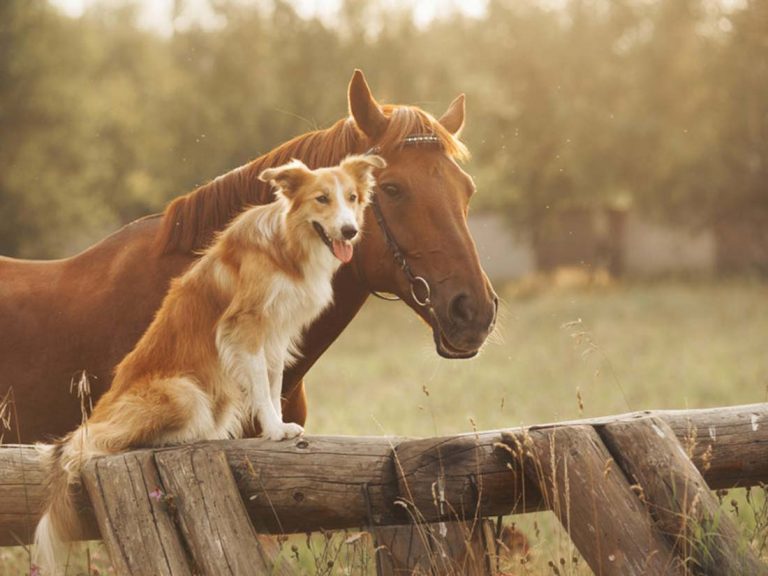 races de chiens compatibles cheval