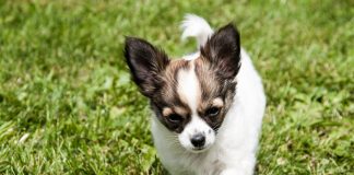 races de chiens les moins chères