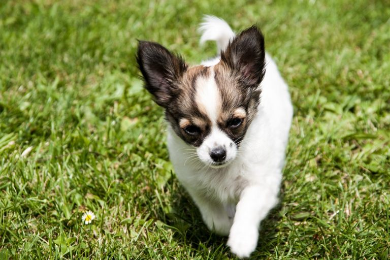 races de chiens les moins chères