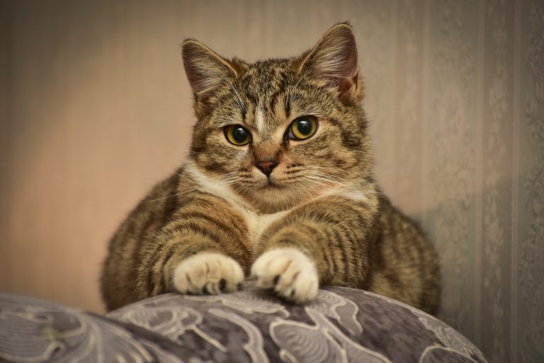 races de chat détruisent pas les meubles