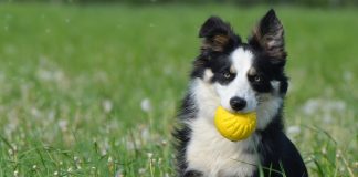 races de chien pas vivre en appartement