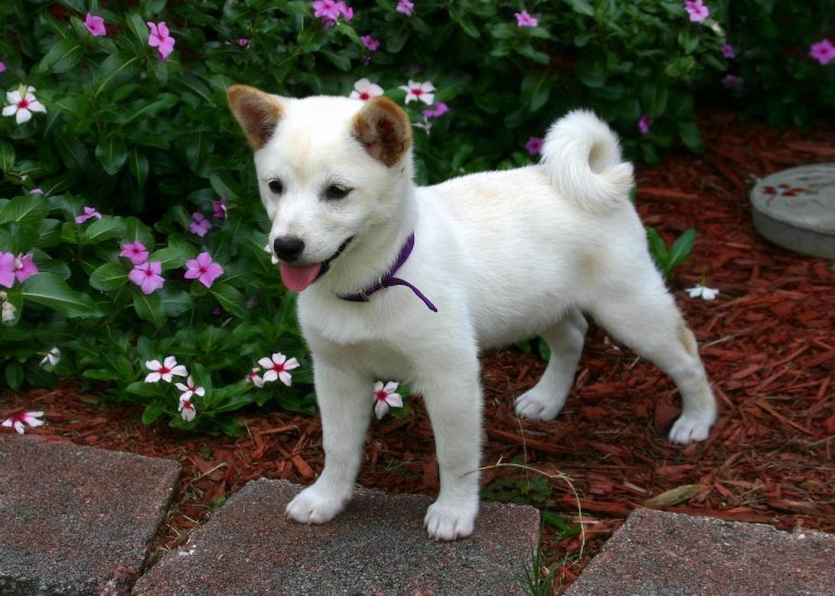 races de chien qui ne bavent pas