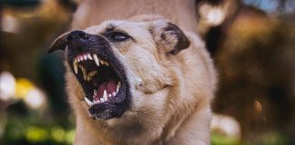 races de chiens agressives