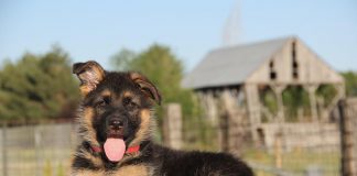 races de chiens les plus obéissantes