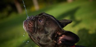 races de chien qui ne supportent pas la chaleur