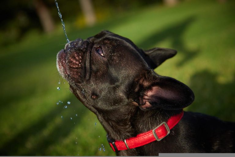 races de chien qui ne supportent pas la chaleur