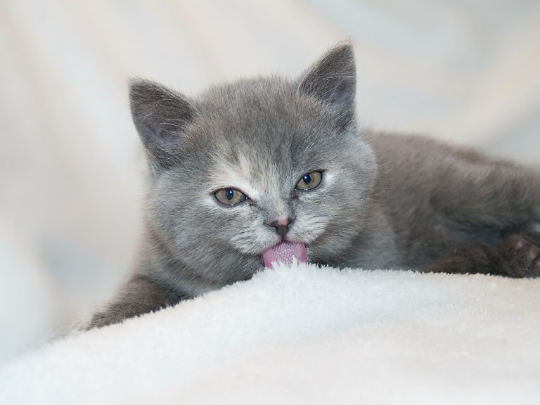 signes que votre chat est heureux