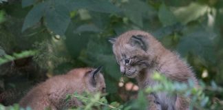 Naissance bébés lynx au zoo de Servion