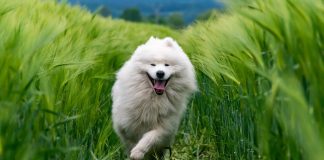 chien en bonne santé