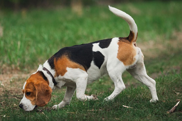 chiens sentent mauvais