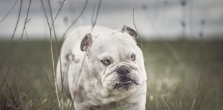 experts demandent plus adopter Bulldog Anglais