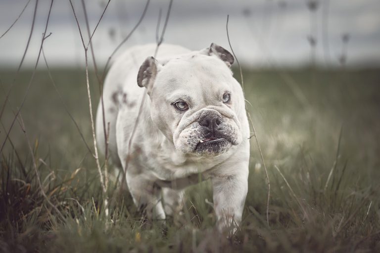 experts demandent plus adopter Bulldog Anglais