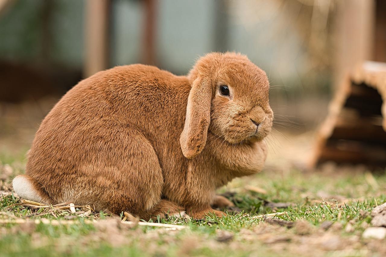 Lapin nain bélier